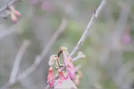 “乖”到底是褒义词还是贬义词？图片