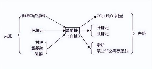 糖类、脂肪、蛋白质的代谢