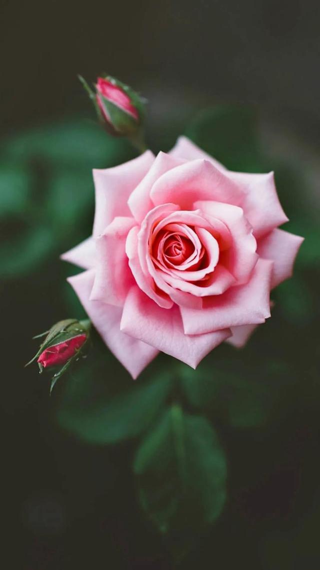 唯美壁纸:粉色玫瑰花