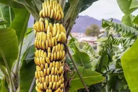 30年后香蕉会灭绝？从本质上来说，我们吃的香蕉其实来自同一棵树图片