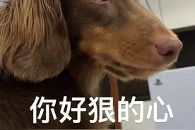 狗狗向主人道歉的“7种方式”，很多人还不懂！图片