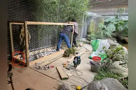 土豪网友做的原生态鸟笼！羡慕了吧！森林级别生态养鸟！想住吗？图片