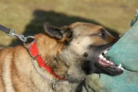 “要你狗命！”名贵犬咬人被砍，狗主人耍横，法院：不是正当防卫图片