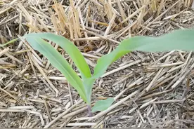 玉米追肥有技巧，在这几个时期追肥，才能获得超高产图片