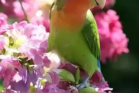 100幅精品鸟语花香图图片