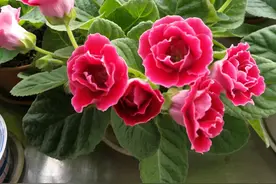 过期小药片，养花一级棒，不生虫不黄叶，比多菌灵还管用图片