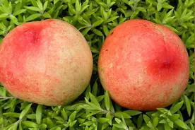 湖北宜昌：一农民种植苹果油桃成功，红艳夺目图片