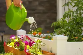 3种“废料”，埋进盆土里，肥得流油又透气，2年都不用换土了图片