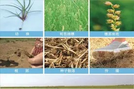 @巴彦淖尔人，发现这些外来入侵物种请及时上报，附防控措施→图片