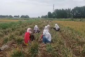 洪水镇大蒜丰收季 蒜农收获忙图片