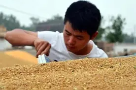别让中间商拿走小麦种植利润图片
