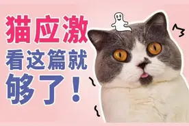 猫咪应激了怎么办？图片