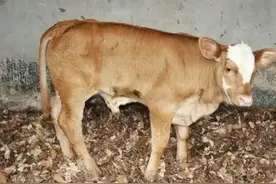 小牛拉稀吃土霉素管用吗？牛犊拉稀喂土霉素可以吗？看完就明白了图片