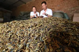 贺兰山的劫难：捉蝎子风气盛行，人蝎两败俱伤，代价有多大？图片