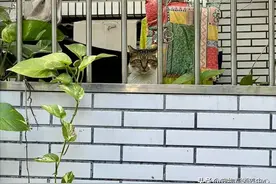 遛狗发现流浪猫偷摸观察，眼神羡慕，它也想有个家啊图片