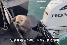 小海獭被虎鲸追杀，走投无路只好躲到渔民的船上，小哥不忍心看它被吃，于是保护了它。#海獭 #海洋生物图片