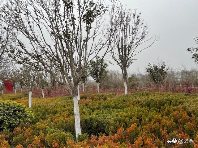夏季绿化反季节施工，照着这个方法做，成活率超95%