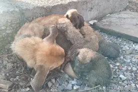 狗狗被主人拴在老屋，为救6只小狗，数次尝试咬断绳子，结局遗憾图片