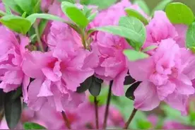 你喜欢杜鹃花吗？这50多种杜鹃花长得都差不多，其实是不同的品种图片