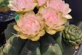 喜欢仙人球，就养“海王丸”，花美如牡丹，皮实好养，开花也勤奋图片