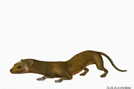 为何老人说黄鼠狼杀不得？科学研究表明，原来还真的不能杀图片