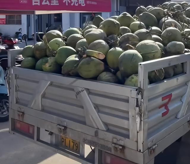 怀孕女儿需喝椰子水父亲开启进货模式，买一车700多个椰子，当事人：嫂子怀孕时父亲还买了一车核桃