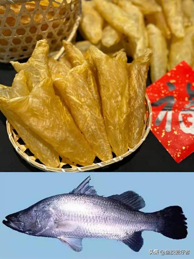 澳洲花胶是哪种鱼 澳洲花胶液有什么好处