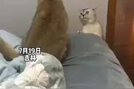 两只猫吵架，白猫全程表情包 网友：是在欠揍，看完有能忍住不动手的吗？图片