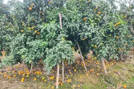 落果太多了！近期广西柑橘落果原因汇总图片