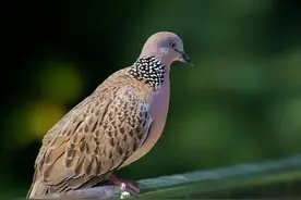 斑鸠不会筑巢吗？斑鸠随处可见，为何说吃它的肉会有很大的危害？图片