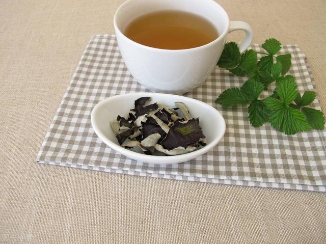 千万别小瞧了天天喝的茶，所有的树叶都能制茶吗？茶叶树叶的区别