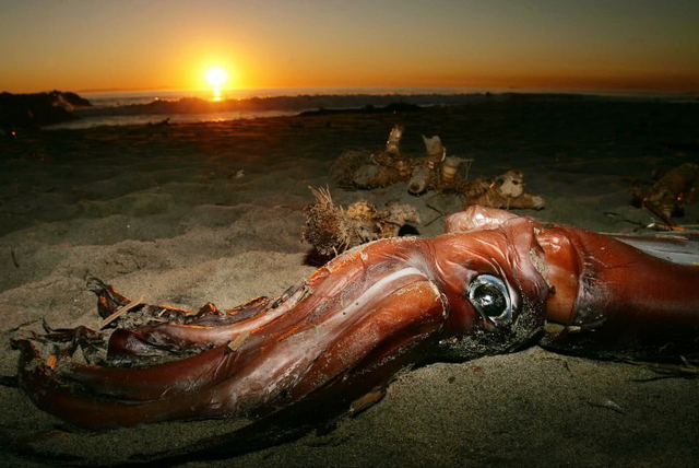 恐怖的"北海巨妖"真的存在吗?深海中是否可能生存着大型生物?