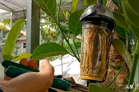 手把手教你种植果树小知识，菠萝蜜的高压繁殖方法，一个水杯就行图片