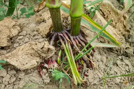 种玉米一穴单株好，还是一穴双株好？图片