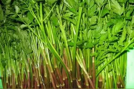 为什么我后来再没吃过水芹菜？图片