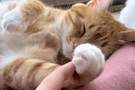 没想到！养猫竟然有这八大“好处”，难怪人人都想养图片