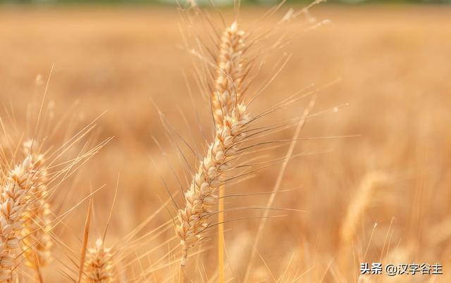汉字节气：“芒种”也“忙”也“亡”，理解“芒”字思维表达