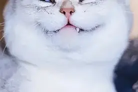 猫咪名字大赏，你家猫叫什么名？图片