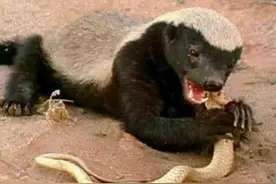 世界上最无所畏惧的动物，一个足智多谋的莽夫图片