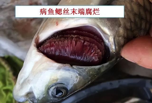 简析疑难杂症——鱼类败血症的防控：难治的集多症状于一身的鱼病