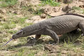 沈阳发现一只巨型蜥蜴，性格极其凶残，野外遇到它该咋办？图片