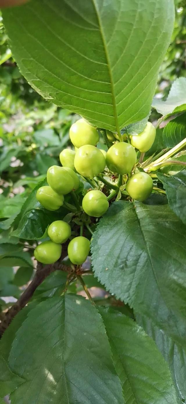 氨基酸营养液涂干究竟是坑还是金？