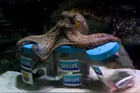 章鱼为啥这么聪明？智商如此之高的章鱼，为啥没达到食物链的顶端图片