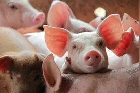 一天净赚超8000万，靠养猪赚上千亿，河南首富“吊打”房地产大佬图片