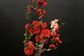 5种“老树花”，买回家是小苗，养几年变大老桩，价格翻几番图片
