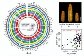 科研进展丨研究解析玉米杂种优势形成机理图片