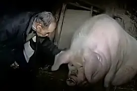 浙江80岁老汉把猪当宝贝，攒钱赊账喂其人参，6年后得2200斤猪王图片