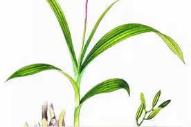 收敛止血之要药——白及图片