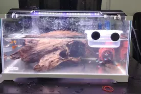 60的鱼缸用多大w的水泵？图片