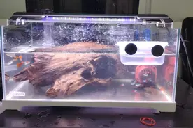 60的鱼缸用多大w的水泵？图片